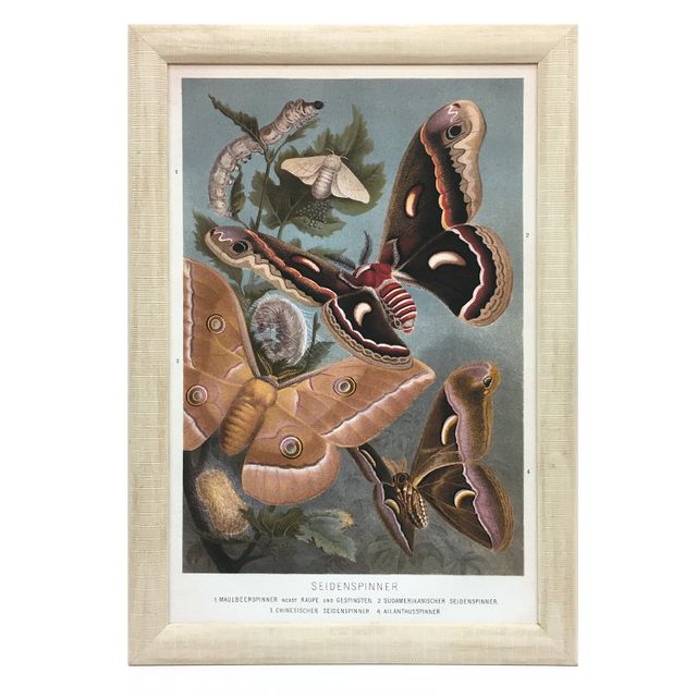 gerahmtes Poster Seidenspinner