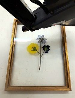 Gepresste Blumen im Rahmen
