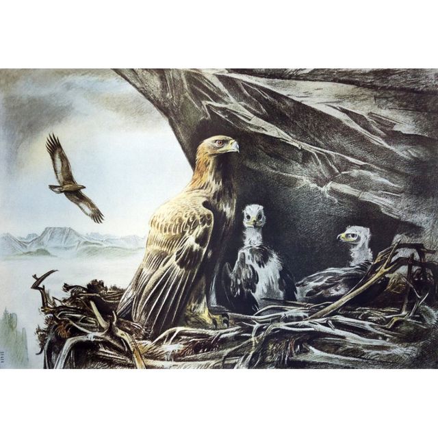 Historisches Schulwandbild, Steinadler