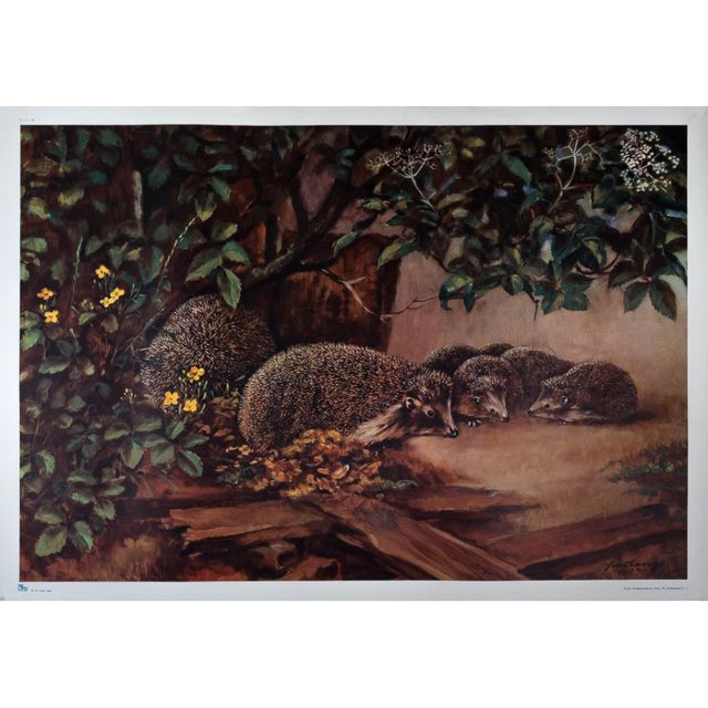Historisches Schulwandbild, Igel