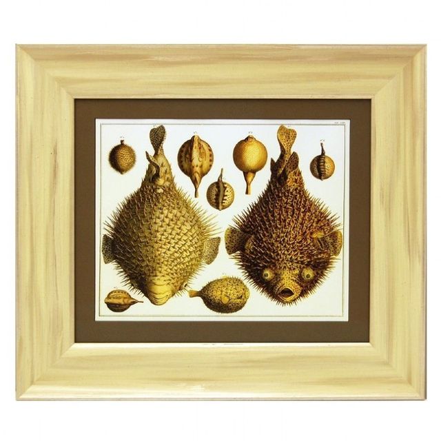 Kugelfisch Kunstdruck mit Rahmen